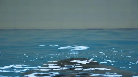 Bearded guy surfaces from swimming pool water and breathes Stock Footage 124024531