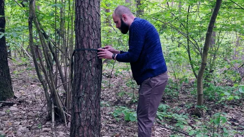 Bearded hiker setting up and checking trail camera on pine tree Stock-Footage 336969779
