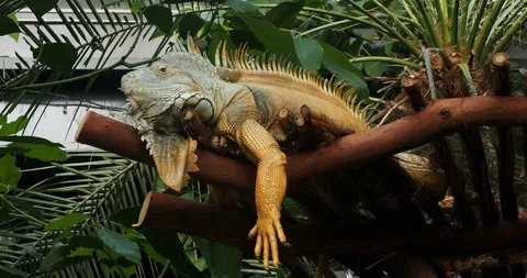 Bearded iguana Stock Footage 124879917