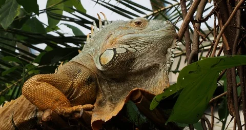 Bearded iguana Stock Footage 124879964