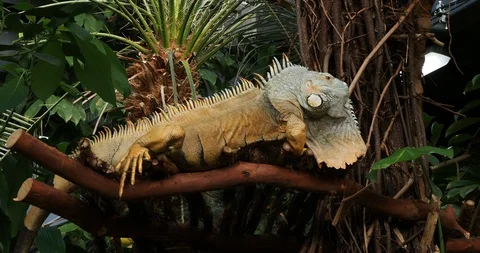 Bearded iguana Stock Footage 124880148