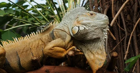 Bearded iguana Stock Footage 124880324