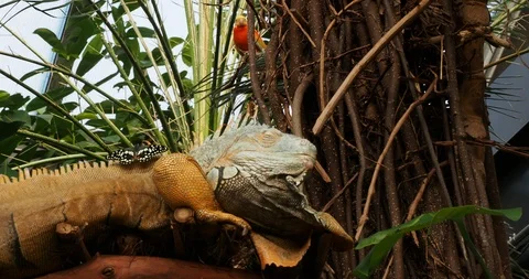 Bearded iguana Stock Footage 124880591