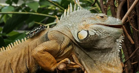 Bearded iguana Stock Footage 124880612