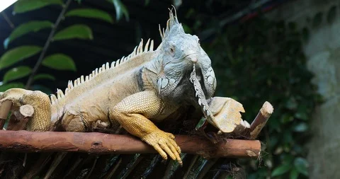Bearded iguana Stock Footage 124880645