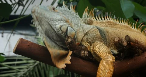 Bearded iguana Stock Footage 124880649