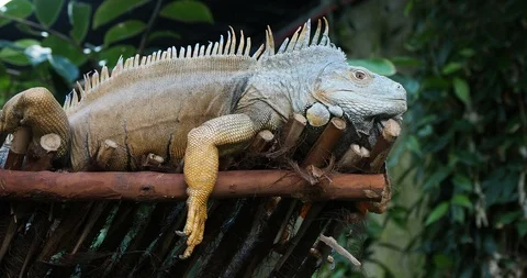 Bearded iguana Stock Footage 124880684
