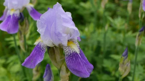Bearded Iris 01 Video stock 5355608