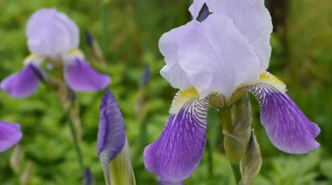 Bearded Iris 02 스톡 동영상 5355097