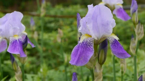 Bearded Iris 03 스톡 동영상 5354869