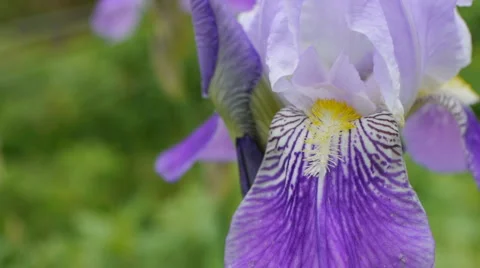 Bearded Iris 04 Stock-Footage 5354514