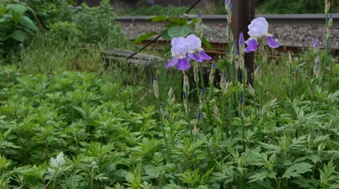 Bearded Iris 05 Video stock 5354117