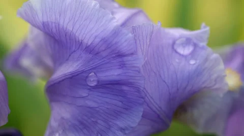 Bearded iris after the rain Stock Footage 37871217