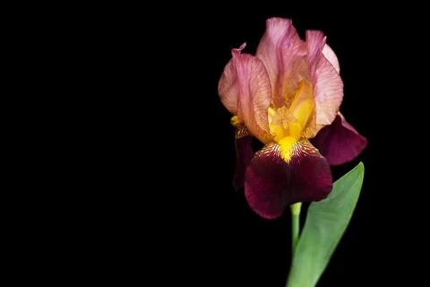 Bearded iris on black Stock Photos