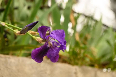 Bearded Iris Blooming in Spring Garden Setting Stock Photos