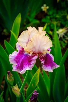 Bearded Iris Flower Stock Photos