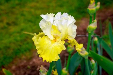 Bearded Iris Flower Stock Photos