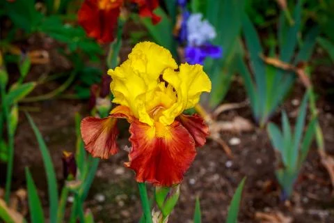 Bearded Iris Flower Stock Photos