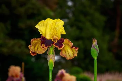 Bearded Iris Flower Foto stock