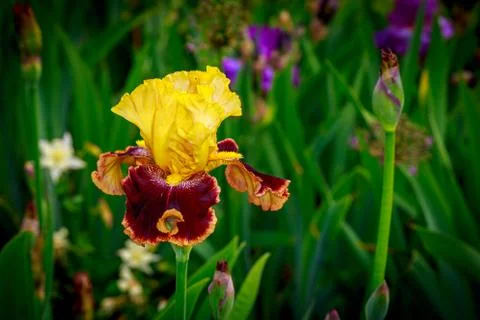 Bearded Iris Flower Stock Photos