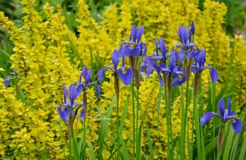 Bearded iris flowers in spring Stock Photos