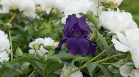 Bearded iris (Iris barbata elatior) and white peony (Paeonia lactiflora) Stock Footage 14630880
