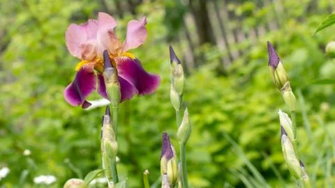 Bearded iris Iris barbata . Single flower large close up Stock Photos