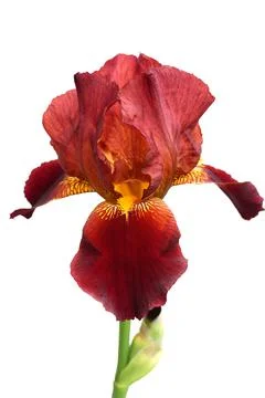 Bearded iris isolated on a white background. For design. Close-up. Stock Photos