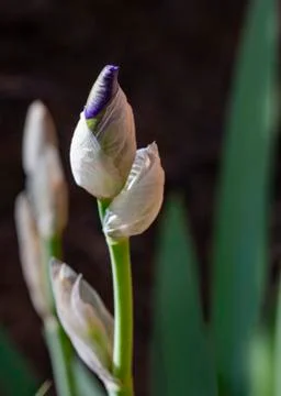 Bearded Iris Just Opening Foto stock