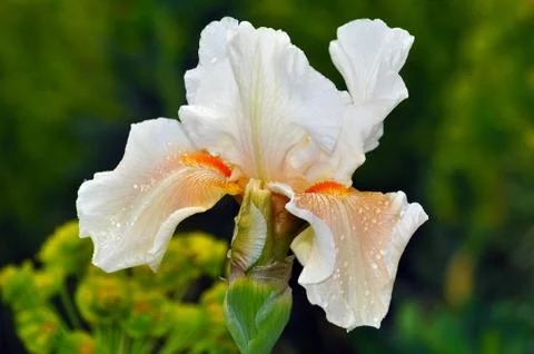 Bearded Iris Stock Photos