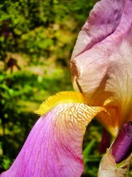 Bearded Iris Foto stock