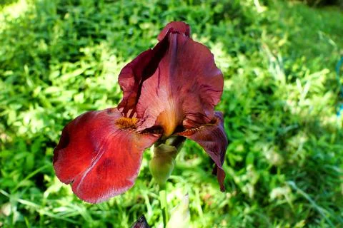 Bearded Iris. Stock Photos
