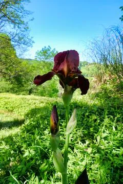 Bearded Iris. Foto stock