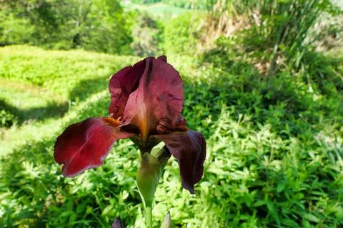 Bearded Iris. Stock Photos