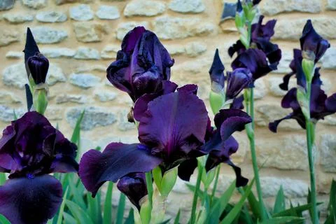Bearded Iris. Stock Photos