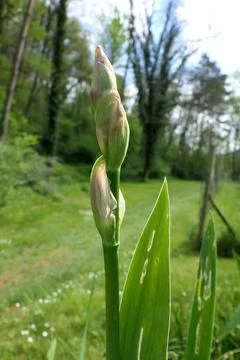 Bearded Iris. Stock Photos