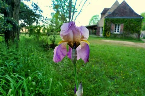 Bearded Iris. Stock Photos