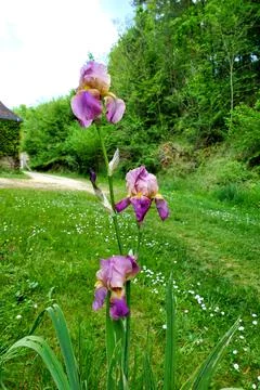 Bearded Iris. Stock Photos