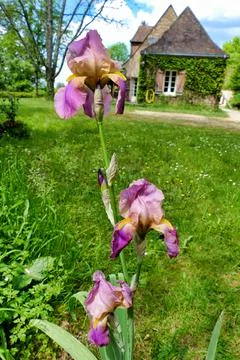 Bearded Iris. Stock Photos