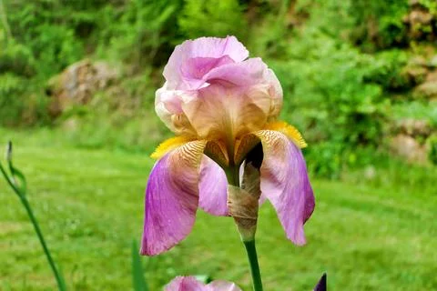 Bearded Iris. Stock Photos