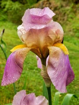 Bearded Iris. Stock Photos