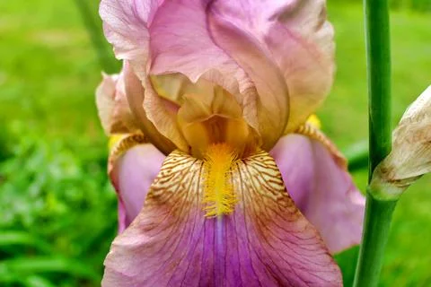 Bearded Iris. Stock Photos
