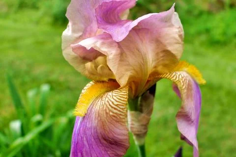 Bearded Iris. Stock Photos