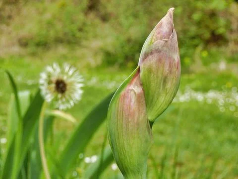 Bearded Iris. Stock Photos