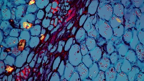 Bearded iris root in cross section 200x Stock Footage 344308038