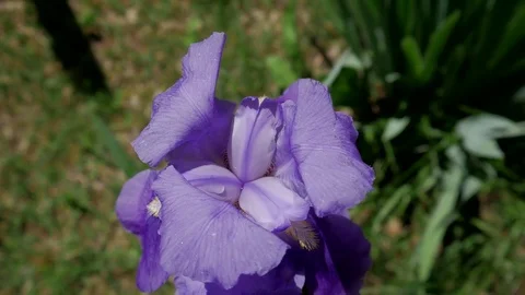 A bearded iris wafts gently in the wind on a summer's day. Stock-Footage 73607233