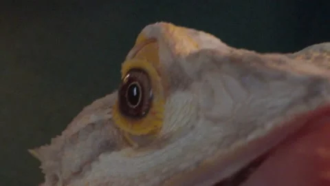 Bearded Lizard Dragon Macro Eye and Mouth Stock Footage 137560257