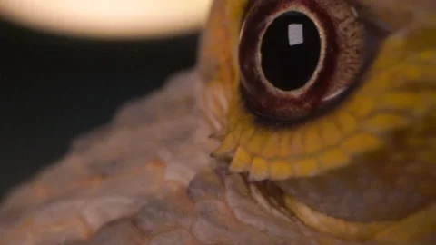 Bearded Lizard Dragon Macro Eye Video stock 137560513