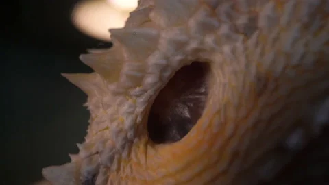 Bearded Lizard Dragon Macro Face Stock Footage 137561430
