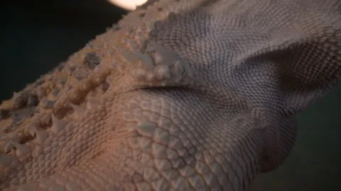 Bearded Lizard Dragon Macro Scales Stock Footage 137560746